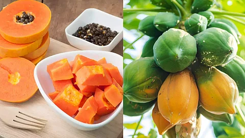 papaya