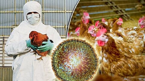 பறவைக் காய்ச்சல் பீதி; உலக நாடுகள் அச்சம்!