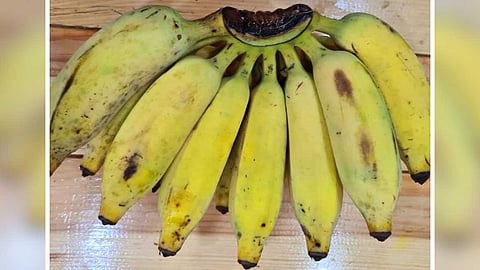 நம்மை காக்கும் கற்பூரவள்ளி வாழைப்பழம்!