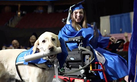 டிப்ளமோ பட்டம் பெற்ற வீட்டு வளர்ப்பு நாய்!