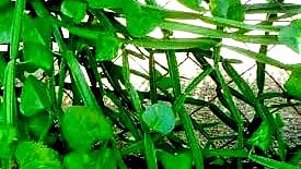 பிரண்டையில் இவ்வளவு நன்மைகளா?