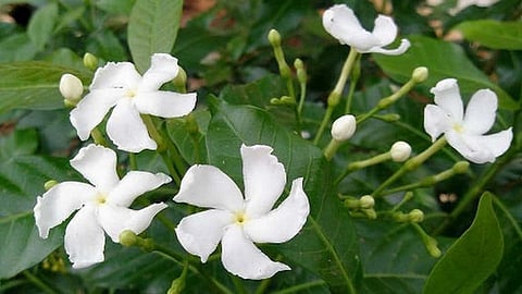 மகத்தான மருத்துவ குணம் கொண்டது மல்லிகை பூ!