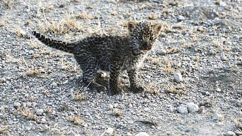 வழி தப்பிய சிறுத்தைக் குட்டியைத் தாயுடன் சேர்க்க உதவிய கிராம மக்கள்!