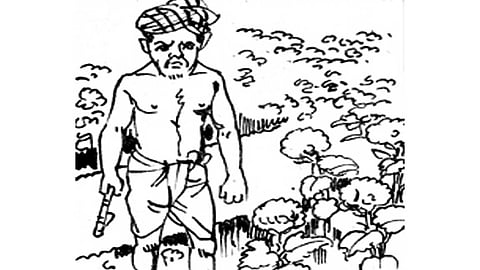 பருத்தியும் வேம்பும்!