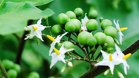 சுண்டைக்காய்! பறிக்காமல் வீணாகும் அருமருந்து.