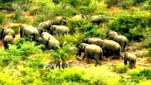 தென்னிந்தியாவில் யானைகள் கணக்கெடுப்பு பணி துவக்கம்!