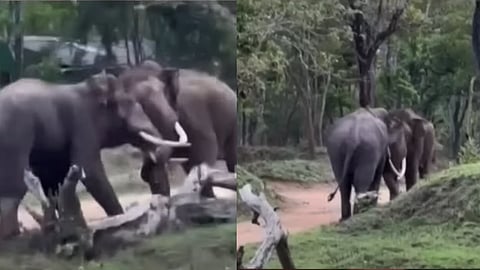ஆக்ரோஷத்துடன் மோதிக் கொண்ட ஆண் யானைகள்!