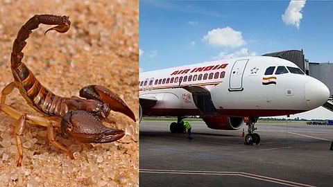 விமானத்தில் பெண் பயணியைக் கடித்த தேள்!