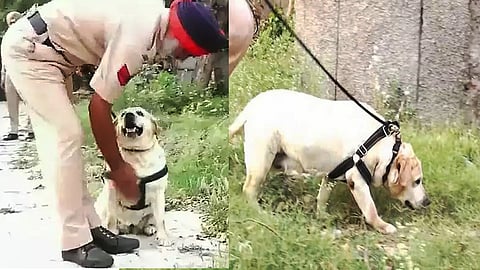 புற்றுநோயிலிருந்து மீண்ட போலீஸ் நாய்: மீண்டும் பணிக்கு திரும்பியது!