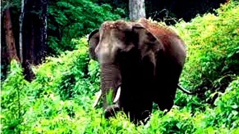 அரிக்கொம்பன் யானை தாக்கிய காவலாளி பலி!