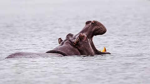 குளத்தில் நீந்தும்போது நீர்யானையிடமிருந்து தப்பிய 3 சிறுவர்கள்!