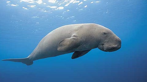 மீனவர்களின் வலையில் சிக்கிய அரிய வகை கடல் பசு!