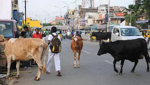 கால்நடைக் கழிவுகளை அகற்ற டெண்டர்: அகமதாபாத் மாநகராட்சியின் புதிய முயற்சி!