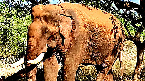 தேனீ கம்பம் பகுதியில் ஊருக்குள் சாவகாசமாக உலவும் அரிக்கொம்பன் காட்டு யானை!