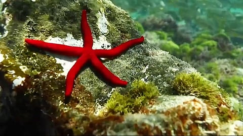 உலக பெருங்கடல் தினம்: ஸ்பெயின் கேனரி தீவில் பல்லுயிர் பெருக்க காணொலி வெளியீடு!