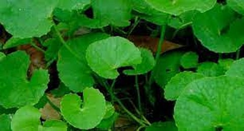 ஞாபக சக்தியினை தூண்டும் வல்லாரை !
