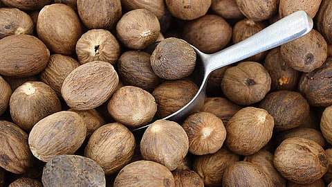 மாமருந்து மாசிக்காய்