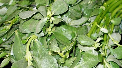 பற்பல நன்மைகள் தரும் பருப்புக் கீரை!