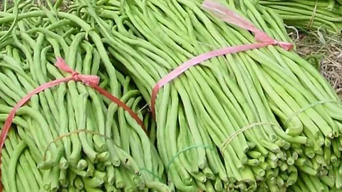 அதிக அளவு பயன்களைத் தரும் பயத்தங்காய்!