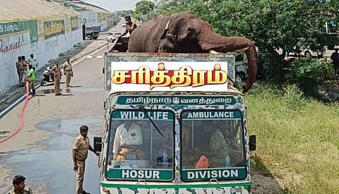 களக்காடு முண்டந்துறையில் விடப்பட்ட அரிக்கொம்பன் யானை!