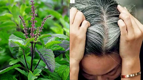 உங்களுக்கு நரைமுடி பிரச்சனை இருக்கா? அப்ப துளசியை இப்படி யூஸ் பண்ணுங்க!