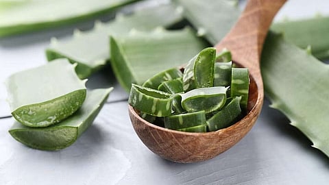 முகத்திற்கு கற்றாழை பவுடர் தரும் அற்புத பயன்கள்!