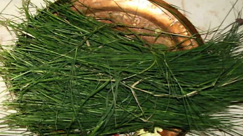 அருகம்புல்லின் அற்புத மருத்துவ குணங்கள்