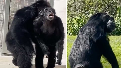 முதல் முறையாக கூண்டிலிருந்து வெளியே வந்து வானத்தைப் பார்த்த 28 வயதான சிம்பன்சி! அதிசயிக்க வைத்த வீடியோ!