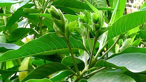நுரையீரல் பிரச்சனைகளை தீர்க்கும் ஆடுதொடா இலை