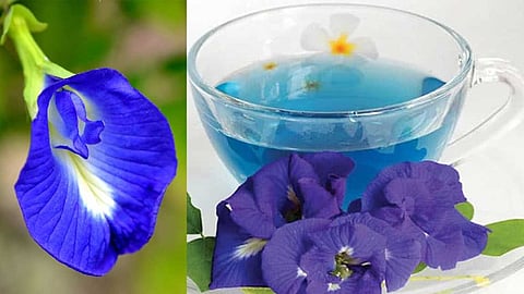 சங்கு பூ டீ ஆரோக்கிய நன்மைகள்!