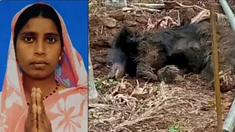 கணவரைக் காப்பாற்ற கரடிகளை கோடாரியால் அடித்து விரட்டிய வீரப்பெண்.