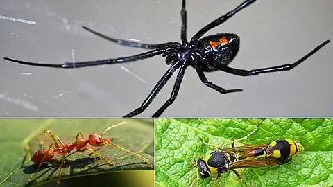 உலகில் ஆபத்தான 10 பூச்சிகள் இவை தான்! வாங்க தெரிஞ்சுக்கலாம்..