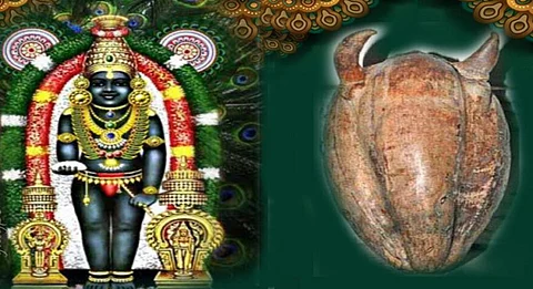 கொம்பு முளைத்த தேங்காய்!