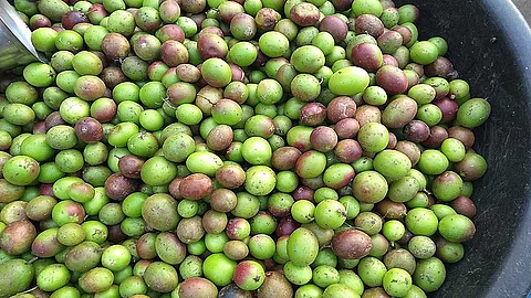 தம்மாத்தூண்டு கலாக்காயில் இத்தனை நன்மைகளா!