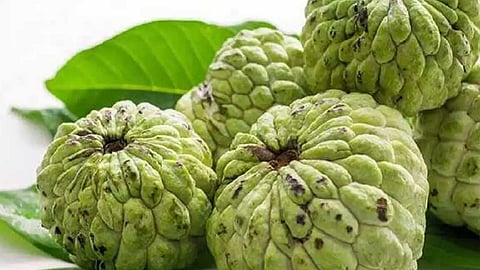 சீதாப்பழம் சாப்பிடுவதால் என்ன நன்மைகள் உண்டு?