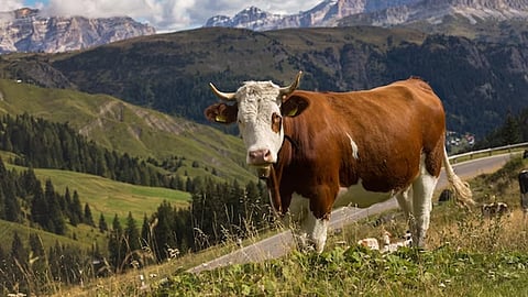 அதிக வெப்பத்தால் இத்தாலியில் 10% குறைவான பால் கறவை!