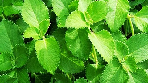 கபத்தைக் கரைக்கும் கற்பூரவல்லி புட்டு!