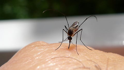 கொசு கடியில் இருந்து தப்பிக்க நிபுணர்கள் சொல்லும்  உபாயம் இதோ!