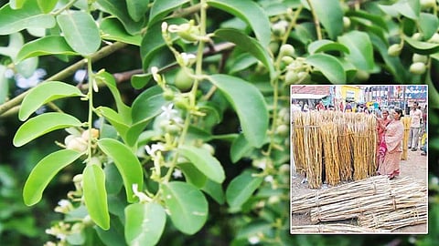 அழியாத விதைகளும். அழிஞ்சில் மரக்குச்சிகளும்.