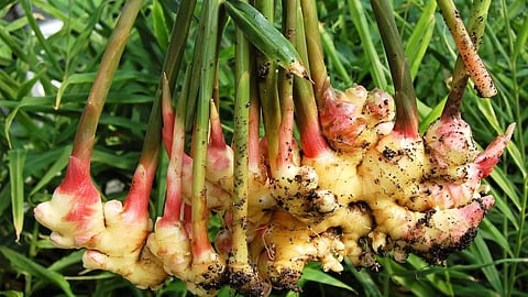 மஞ்சள் கிழங்கின் மூன்று வகைகள் என்னென்ன தெரியுமா?