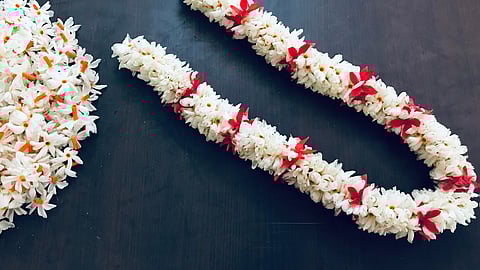 சூரியனை வெறுக்கும் பூ மரம்!