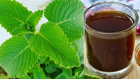 தசை சுருக்கப் பிரச்னைக்குத் தீர்வு தரும் கற்பூரவள்ளி தேனீர்!