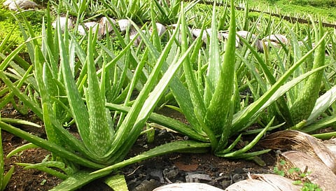 உடலுக்கு நல்லது; வணிகத்துக்கும் ஏற்றது: பயனளிக்கும் கற்றாழை!