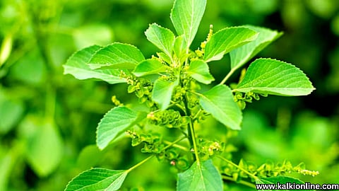 குப்பைமேனியில் இத்தனை நன்மைகளா?