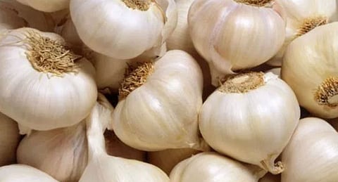 மலைக்க வைக்கும் மலைப்பூண்டு விலை: காரணம் என்ன?