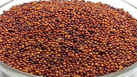 கேழ்வரகில் இத்தனை நன்மைகளா?