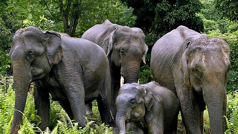 யானை வழித்தடங்களை பாதுகாக்க நடவடிக்கை: வனத்துறை அமைச்சர் உறுதி!