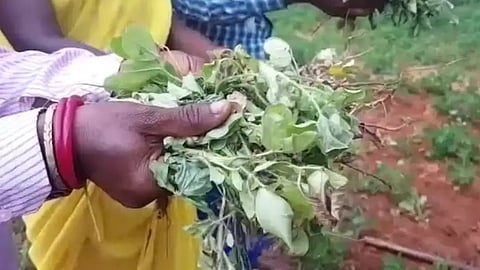 நிலக்கடலை செடி