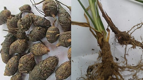 கோடி நன்மை தரும் கோரைக் கிழங்கு!