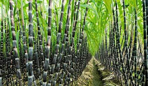 இழப்பு இல்லாமல் கரும்பைக் காக்கும் வழிகள்!